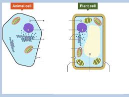 We did not find results for: Cells What Do You Already Know Working As A Group On The Piece Of Paper On Your Desk Draw An Animal And Plant Cell With As Much Detail As You Can