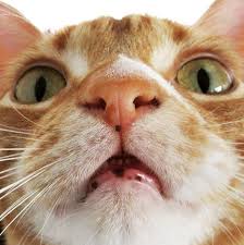 My cat keykey has lentigo simplex: 7 Things You Probably Didn T Know About Orange Tabby Cats Orange Tabby Cats Tabby Kitten Orange Orange Cats