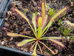 Image result for mospilan prodej