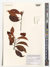 Image result for Corynanthe