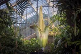 Get 23 harry & david promo codes or 8 free shipping coupons for may 2021. A Foul Smelling Corpse Flower Is In Bloom At Kew Gardens But Only For 48 Hours London Evening Standard Evening Standard