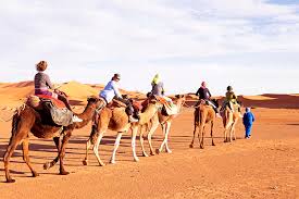 Silhouette of a camel caravan. Camel Caravan Going Through The Sand Dunes In The Sahara Desert Photograph By Nisangha Ji