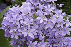 Campanula Lactiflora A 1 5m Tall Summer Flowering Perennial Native To The Caucasus It Forms A Clump Of Erect Stems That Campanula Perennials Summer Flowers