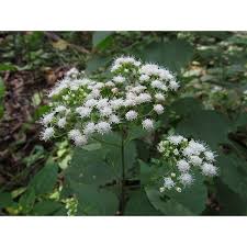Image result for Ageratina vernalis