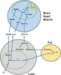 Hypoglycemia, exercise, trauma, infection, and other stress. Towards Enhanced Understanding Of Idiopathic Ketotic Hypoglycemia A Literature Review And Introduction Of The Patient Organization Ketotic Hypoglycemia International Orphanet Journal Of Rare Diseases Full Text