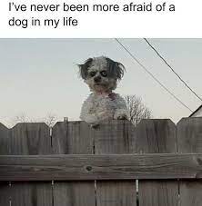 Join for more Doggo Memes