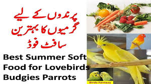 Best Summer Food For Budgies Lovebirds Cockatiel Soft Food For Birds