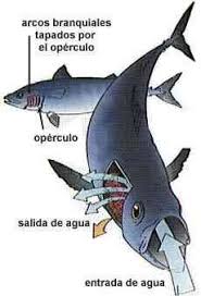 11 animales que respiran por la traquea lifeder. Respiracion Animal