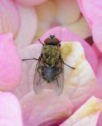 At first these approaches, encouraged by the chemical companies, emphasized the efficient use of pesticides, claiming that problems associated with these poisons. Pollenia Rudis Wikipedia