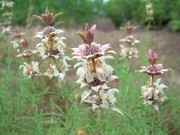 Image result for Monadenium herbaceum