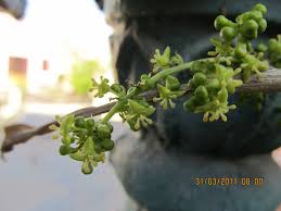Image result for Tinospora orophila