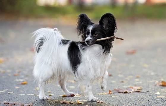 Papillon Breed Profile: Things to Know Before Adopting a Papillon