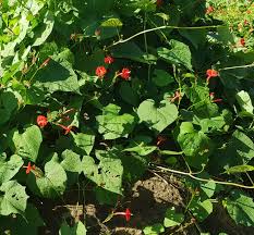 Image result for Ipomoea hederifolia