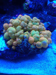 Powerball® costs $2 per play. Wwc Bounce Mushroom Reef2reef Saltwater And Reef Aquarium Forum