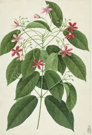 Image result for Ixora sp. A