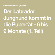 der labrador junghund kommt in die pubertat 6 bis 9 monate 1 teil junghund labrador hunde