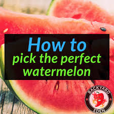 A sweet and ripe watermelon should feel heavy for its size. How To Pick The Perfect Watermelon Backyard Eden