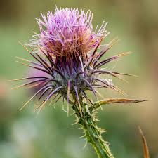 Image result for Carduus