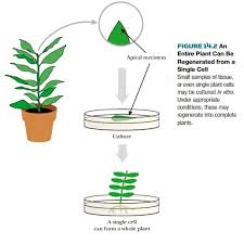 Check spelling or type a new query. Plant Tissue Culture