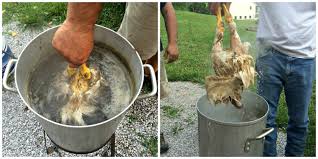 For those of you wanting to know how to butcher a live chicken, then this is the post for you. Butchering Backyard Chickens Farm Fresh For Life Real Food For Health Wellness