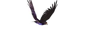 Gambar Animasi Gerak Burung Terbang Kalian Pastinya Ingin Mempunyaiponsel Dengan Gambar Layar Yang Sangat Nam San Andreas Grand Theft Auto Animals Bald Eagle