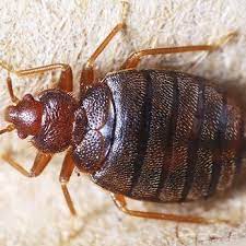 View ratings, photos, and more. Barrier Guard Termite Pest Control Pest Control 2134 Dorchester Rd North Charleston Sc Phone Number
