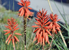 Image result for Aloe nuttii