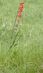 Image result for Gladiolus microspicatus