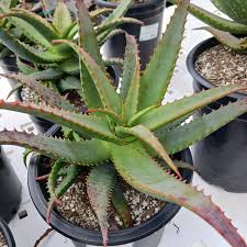 Image result for Aloe decurva