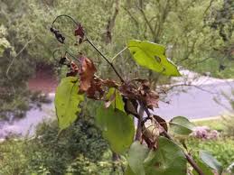 It can have many causes, but in maple trees it's usually due to a fungus, bacteria, or mildew. Fire Blight Starter Kit