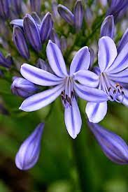 Pin On Gardening