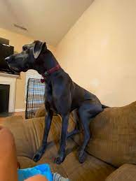 Sitting on objects in a partial squat can also be more comfortable for them than needing to perform a full squat to the ground. This Is How Our Great Dane Sit On The Couch Lol Greatdanes