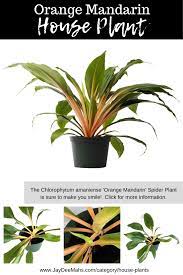 Orange Mandarin Spider Plant Unique And Unusual Indoor Plants For Your Home Decor Spider Plants Plants Orange Plant