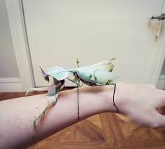 We personally breed and raise all our praying mantises. Mantis World Giant Dead Flower Mantis