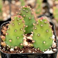 Image result for Opuntia monacantha