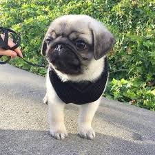 Baby Pug Dog Price In Punjab Baby Pug Dog Cute Pugs Baby Pugs Download, share or upload your own one! baby pug dog price in punjab baby pug