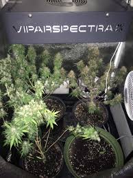 We did not find results for: Which Led Grow Lights Are Best For Growing Cannabis Grow Weed Easy