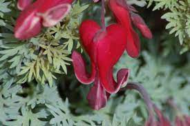 Use This Guide To Grow The Common Bleeding Heart Bleeding Heart Garden Yard Ideas Flowers For You