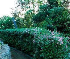 There is a huge variety of flowering shrubs. 5 Flowering Hedge Plants For Australian Gardens Australian House And Garden