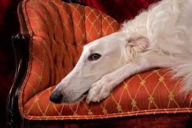 Pin On Sighthounds