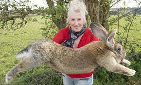 These gentle giants make great pets. Pet Detective Says Stolen Giant Rabbit Is Still Hot And A Smuggling Risk Animals The Guardian