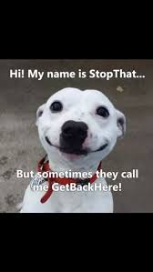 Meme Cell Where Fun And Meme Starts Funny Animal Jokes Cute Animal Memes Funny Dog Memes