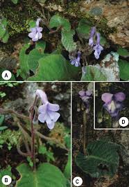 Image result for Streptocarpus goetzei