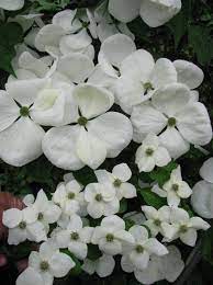We did not find results for: 27 Flowering Trees For Year Round Color Hgtv