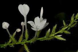 Image result for Plumbago zeylanica