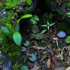 Image result for Nervilia bicarinata