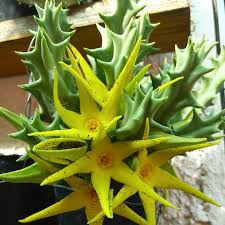 Image result for Orbea lugardii