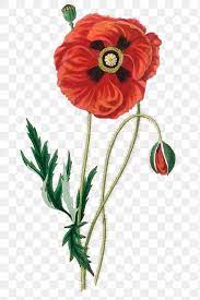 Red Common Poppy Flowers Png Vintage Sketch Free Image By Rawpixel Com Neung Poppy Flower Drawing Botanical Illustration Vintage Poppy Flower