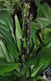 Image result for Chlorophytum macrophyllum
