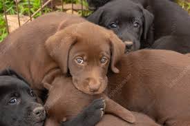 We are currently taking deposits for black, yellow and chocolate puppies that will be ready after december 2021 into all of 2022. Chocolate Labrador Retriever Puppy Stock Image C043 8808 Science Photo Library